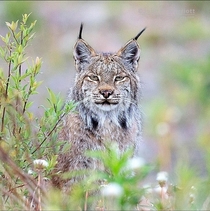 Lynx in the Yukon