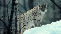 Lynx Lynx lynx 