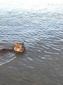 Lynx Swimming past a boat in the Northwest Territories CBC 