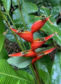 Macawflower - Heliconia bihai 