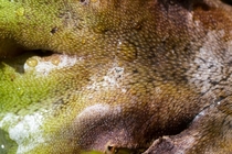 macro of the surface of a liverwort the pores lead to air chambers inside the thallus 
