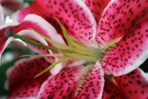 Macro photo of a Stargazer Lilys Freckles