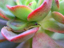 Madagascar Day Gecko 
