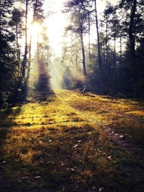 Made this with my old Iphone  De Veluwe The Netherlands 