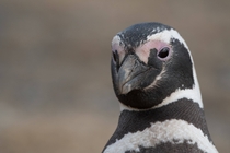Magellanic Penguin posing for a portrait in Chile 