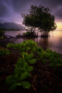 Magical sunrise glow captured last weekend Windward Oahu  x