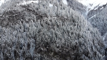 Magnificent frozen trees Chteau dOex Switzerland  Watch it in K video in the comments 