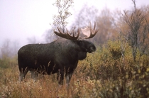 Magnificent Male Moose on misty meadow 