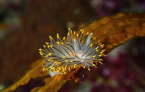 Magnificent nudibranch Janolis fuscus 