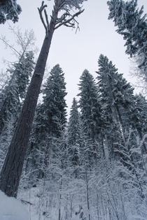 Magnificent trees of the winter woods 
