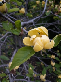 Magnolia Champaca