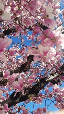 Magnolias in california marking spring
