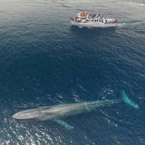 Majestic Blue Whale