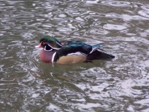 Majestic Duck in local pond  