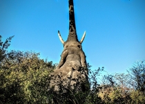 Majestic elephant reaching for some snacks in Chobe NP Botswana 