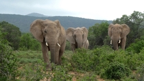 Majestic elephants near Addo Elephant Park SA