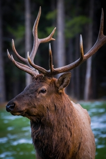 Male Elk in Banff National Park 