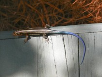 Male Five-lined skink with electric blue tail 