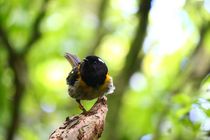 Male Hihi Stitchbird at the Zealandia Sanctuary in Wellington NZ   x 