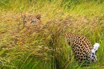 Male leopard in the grass Kruger National Park 