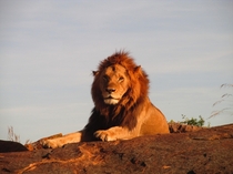 Male lion in Maasai Mara National Park Kenya 