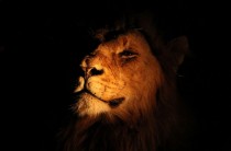 Male lion while on safari in Kruger National Park South Africa His disdain for the light clearly shows his imperiousness for those around him 