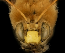 Male Martinapis luteicornis bee Wilcox AZ by Dejen Mengis  x-post rHI_Res