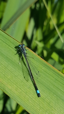 Male of Ischnura elegans common bluetail or blue-tailed damselfly 