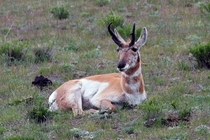 Male pronghorn relaxing 
