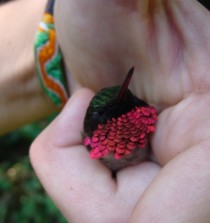 Male ruby-throated hummingbird  Archilochus colubris unfortunately stressed  