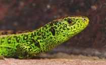Male Sand Lizard Lacerta agilis  - IG baenki