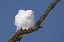 Male Snowy Owl Photo credit to Diane Doran