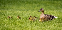 Mallard duck Anas platyrhynchos and her ducklings 