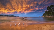 Mammalus clouds at sunset over Avoca Beach on the Central Coast in New South Wales Australia 