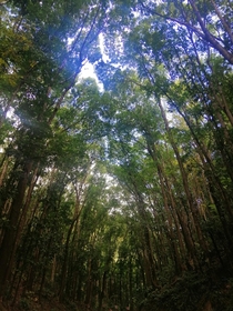 man made forrest Bohol Philippines x