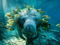 Manatee and Fish  X-Post from rseacreatureporn