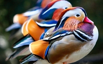 mandarin ducks 