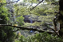 Mangawhero falls through the forest Tongariro National Park New Zealand 