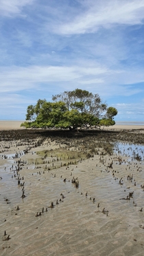 Mangrove Hervey Bay Australia 
