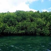 Mangroves - Nusa Lembongan Indonesia
