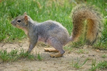 Mangy Squirrel 