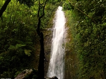 Manoa Falls - Oahu Hawaii 