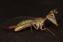 Mantispa styriaca a mantisfly 
