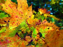 Maple Leaves OC