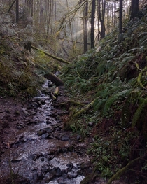Maple Trail Forest Park Oregon 