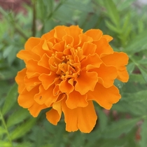 Marigold from my garden today