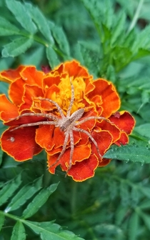 Marigold with a garden spider