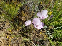 Mariposa lilies found in the Cleveland National Forest