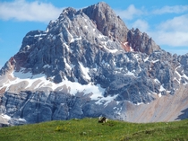 Marmot in front of Hohe GaislCroda Rossa dAmpezzo Dolomites Italy   x 