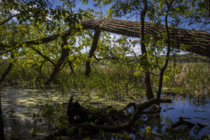Marsh Neath the Fallen Tree - Wisconsin 